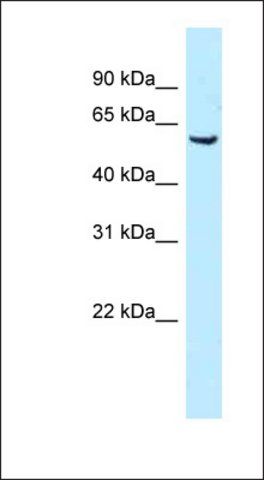 Anti-MEIS1 antibody produced in rabbit