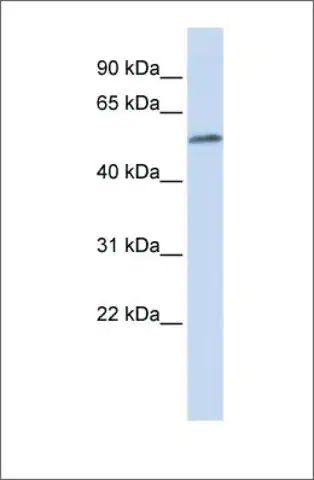 Anti-MEIS2 antibody produced in rabbit