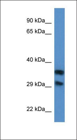 Anti-MGC3207 antibody produced in rabbit
