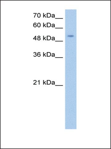 Anti-MFNG (AB1) antibody produced in rabbit