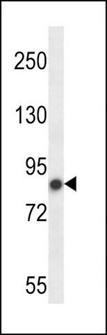 ANTI-MOUSE NEK4 (N-TERM) antibody produced in rabbit