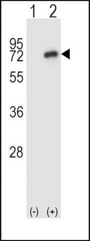 ANTI-MOUSE NEK8 (C-TERM) antibody produced in rabbit