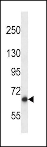 ANTI-MOUSE PAN3 (C-TERM) antibody produced in rabbit