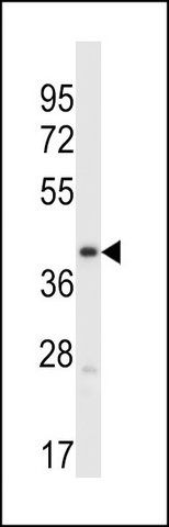ANTI-MOUSE PDK3 (C-TERM) antibody produced in rabbit