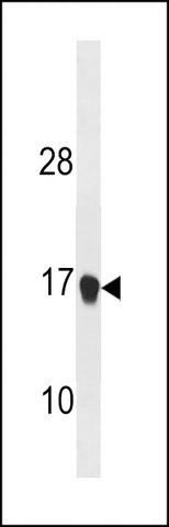 ANTI-MOUSE P21CIP1 (C-TERM S148) antibody produced in rabbit
