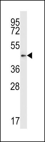 ANTI-MOUSE PDK2 (N-TERM) antibody produced in rabbit