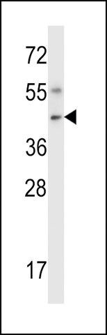 ANTI-MOUSE NIM1(C-TERMINAL) antibody produced in rabbit