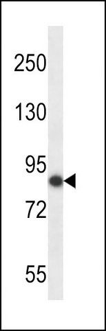 ANTI-MOUSE NEK5 (C-TERM) antibody produced in rabbit
