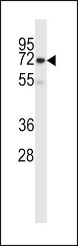 ANTI-MOUSE PAK3 (N-TERM) antibody produced in rabbit