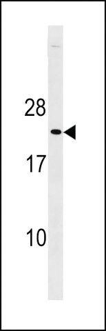 ANTI-MOUSE P27KIP1 (C-TERM T197) antibody produced in rabbit
