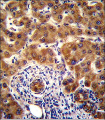 ANTI-MOUSE NRBP2 (C-TERM) antibody produced in rabbit