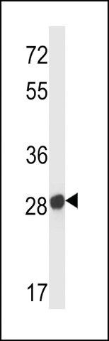 ANTI-MOUSE OLFR545(C-TERMINAL) antibody produced in rabbit