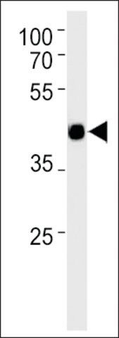 ANTI-MOUSE TCFAP2D(C-TERMINAL) antibody produced in rabbit