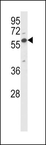 ANTI-MOUSE OXSR1 (N-TERM) antibody produced in rabbit