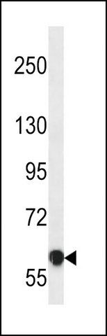 ANTI-MOUSE NTRK2 (CENTER) antibody produced in rabbit