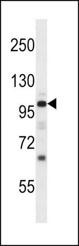 ANTI-MOUSE NPR1 (N-TERM) antibody produced in rabbit