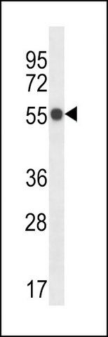 ANTI-MOUSE PHKG1 (C-TERM) antibody produced in rabbit