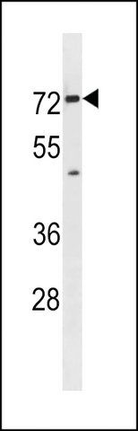 ANTI-MOUSE SLC5A8(C-TERMINAL) antibody produced in rabbit