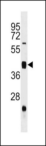 ANTI-MOUSE UHMK1 (N-TERM) antibody produced in rabbit