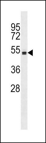 ANTI-MOUSE STK4 (C-TERM) antibody produced in rabbit