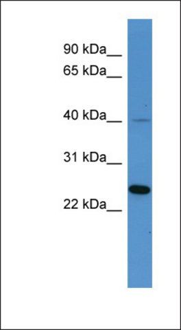 Anti-MRGPRX3 antibody produced in rabbit