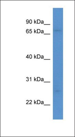 Anti-MRO antibody produced in rabbit