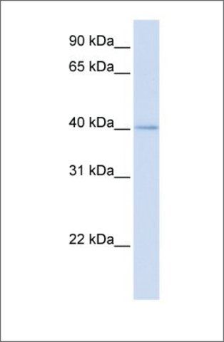 Anti-MRPL39 antibody produced in rabbit