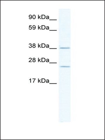 Anti-Mri1 (AB1) antibody produced in rabbit