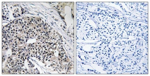 Anti-MRPL24 antibody produced in rabbit