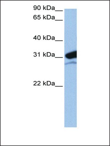 Anti-MRPL24 antibody produced in rabbit