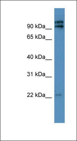 Anti-MRPL49 antibody produced in rabbit