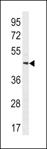 ANTI-MRGPRX4(C-TERMINAL) antibody produced in rabbit