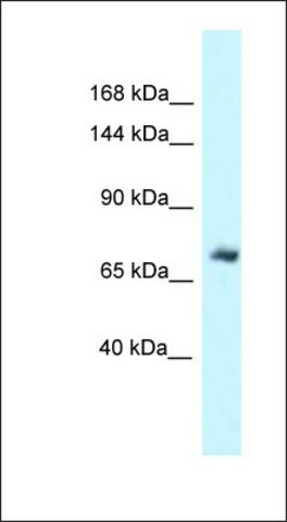 Anti-MSN antibody produced in rabbit