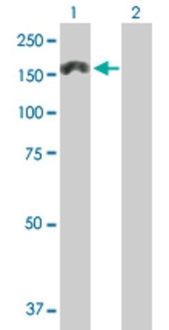 Anti-MTMR3 antibody produced in mouse