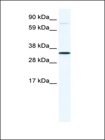 Anti-MSX1 (AB2) antibody produced in rabbit