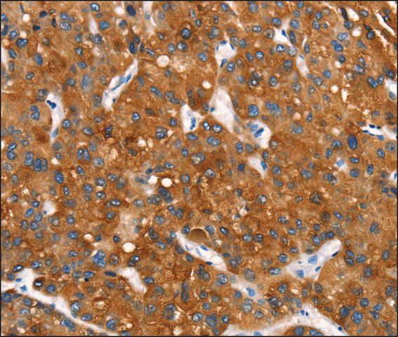 Anti-MT-CYB antibody produced in rabbit
