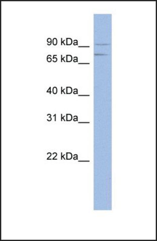 Anti-MTMR12 antibody produced in rabbit