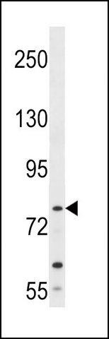 ANTI-MTIF2 (N-TERM) antibody produced in rabbit