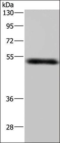 Anti-MST4 antibody produced in rabbit