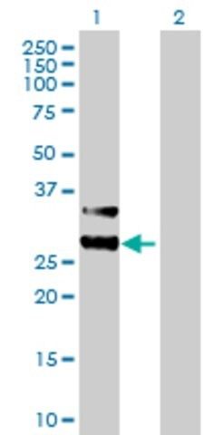 Anti-MTIF3 antibody produced in mouse