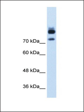 Anti-MTMR1 antibody produced in rabbit