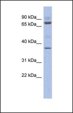 Anti-MTF2 antibody produced in rabbit