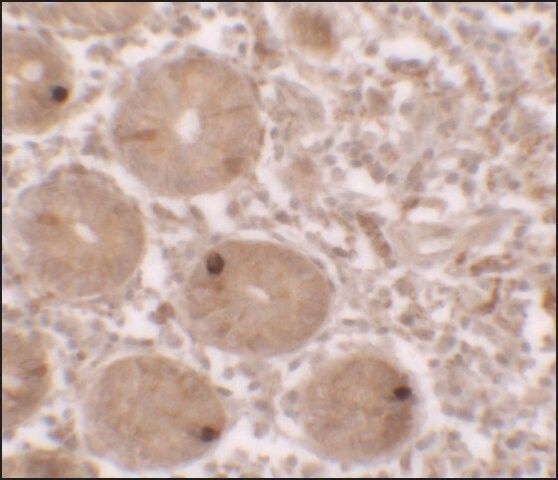 Anti-MTERFD2 antibody produced in rabbit