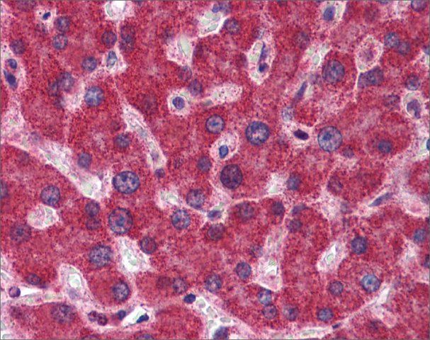 Anti-MTHFD1 antibody produced in rabbit