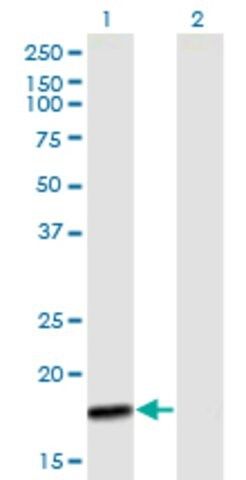 Anti-MTP18 antibody produced in mouse
