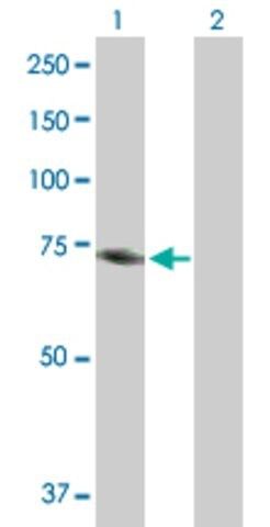 Anti-MTHFR antibody produced in mouse