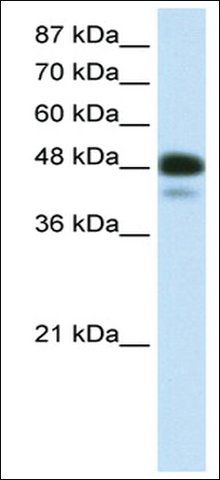 Anti-NEUROD2 (AB2) antibody produced in rabbit