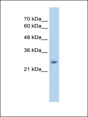 Anti-NELF antibody produced in rabbit