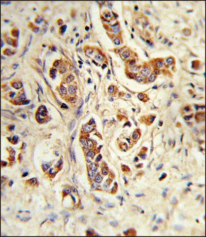 ANTI-NCF1C (C-TERM) antibody produced in rabbit