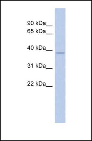 Anti-NEUROD4 antibody produced in rabbit
